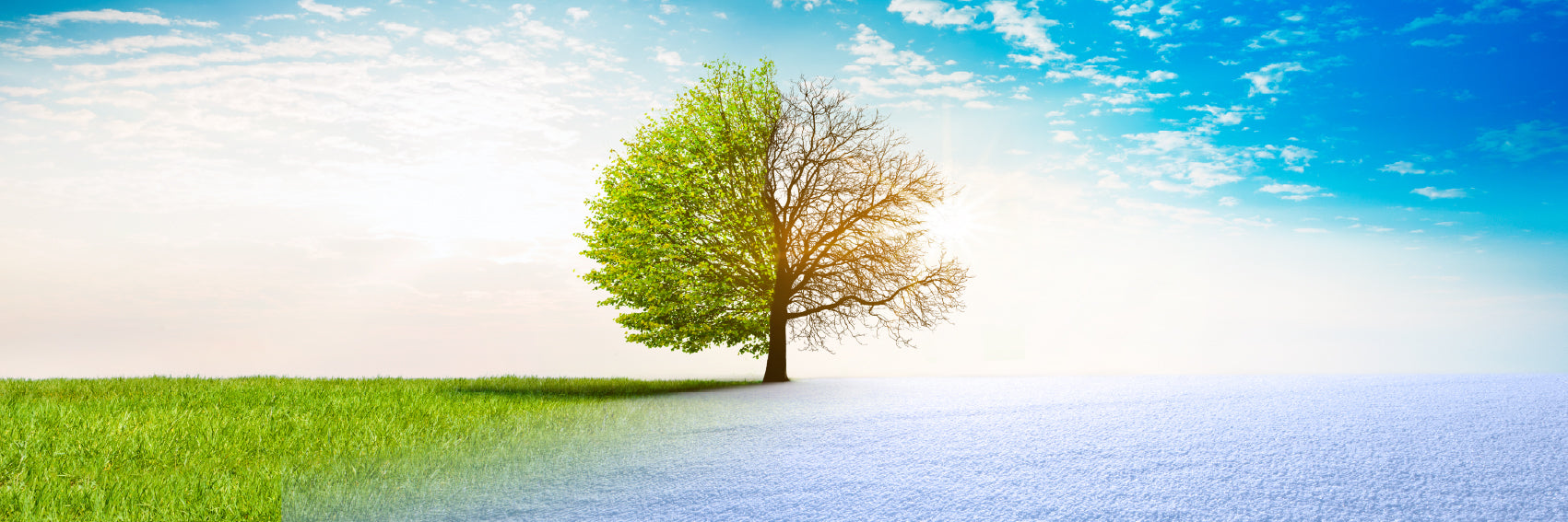 Panoramic Canvas Spring & Winter Tree Digital Art High Quality 100% Australian Made Wall Canvas Print Ready to Hang