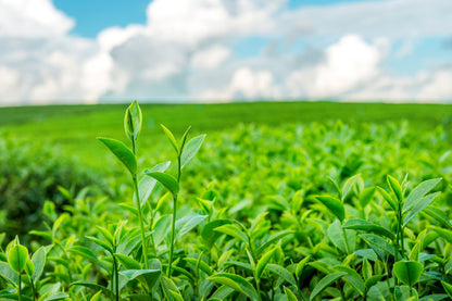 Green Tea Bud Leaves Sky View Photograph Print 100% Australian Made