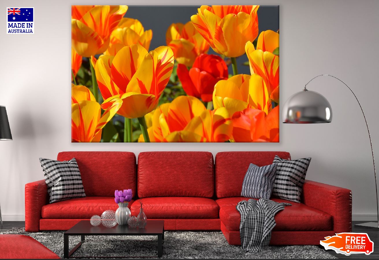 Orange Yellow Tulip Flowers Closeup Photograph Print 100% Australian Made