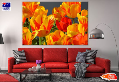Orange Yellow Tulip Flowers Closeup Photograph Print 100% Australian Made