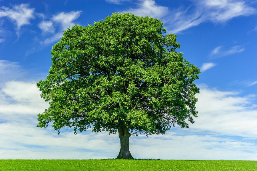 Big Treee & Blue Sky View Photograph Print 100% Australian Made