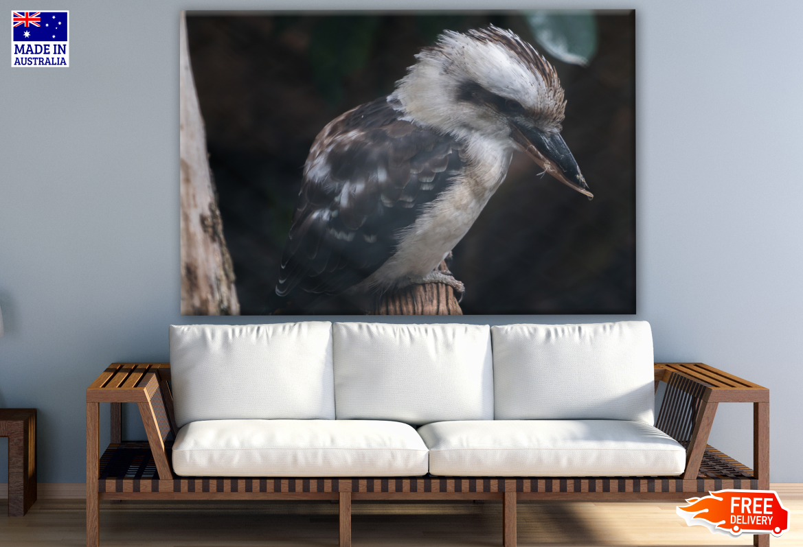 Australian Native Kookaburra Bird Photograph Print 100% Australian Made