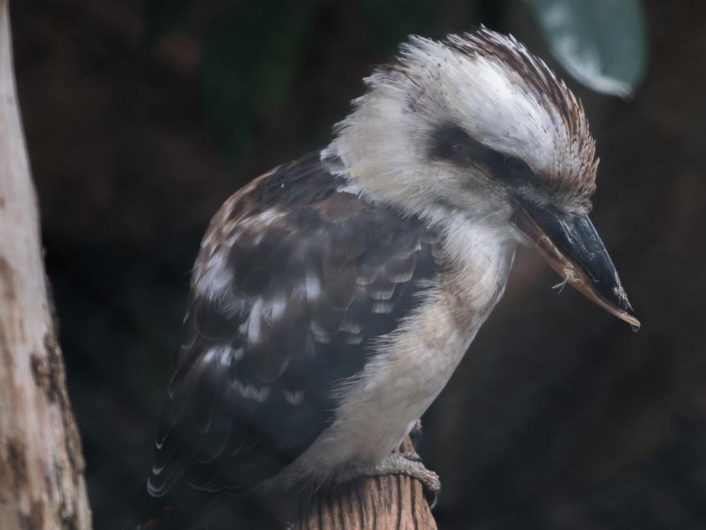 Australian Native Kookaburra Bird Photograph Print 100% Australian Made