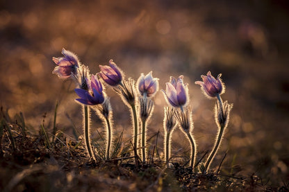 Pasque Flower Plants Sunset Photograph Print 100% Australian Made
