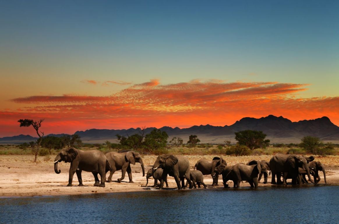 Elephants Walk by Lake at Sunset Photograph Home Decor Premium Quality Poster Print Choose Your Sizes