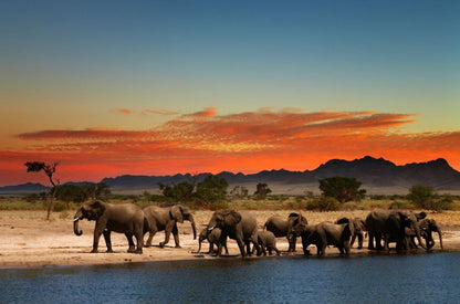 Elephants Walk by Lake at Sunset Photograph Home Decor Premium Quality Poster Print Choose Your Sizes