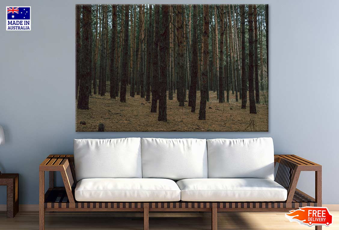 Forest Photograph Print 100% Australian Made