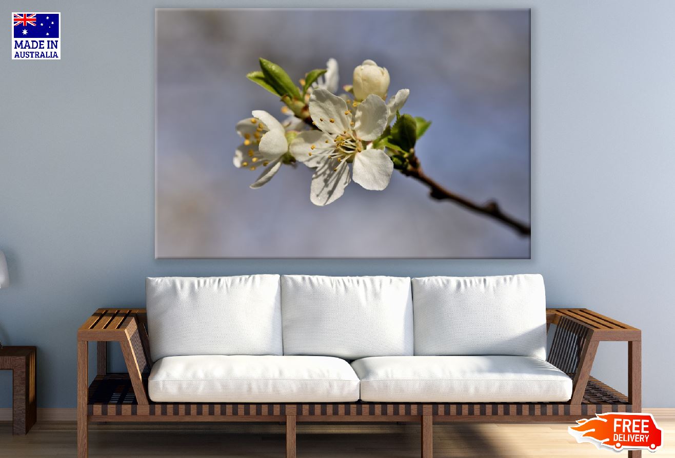 White Plum blossom Flower Closeup Photograph Print 100% Australian Made