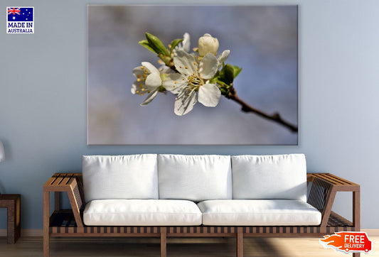 White Plum blossom Flower Closeup Photograph Print 100% Australian Made