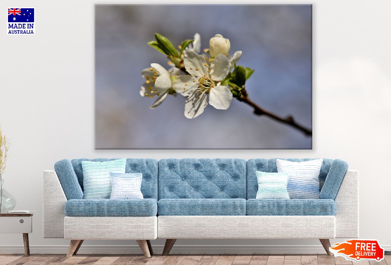 White Plum blossom Flower Closeup Photograph Print 100% Australian Made