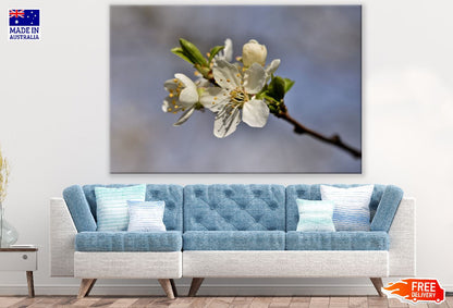 White Plum blossom Flower Closeup Photograph Print 100% Australian Made