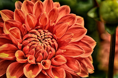 Orange Dahlia Flower Closeup Photograph Print 100% Australian Made