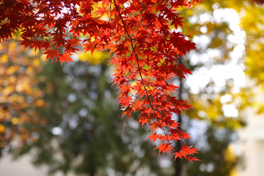 Red Autumn Leaves Closeup Photograph Print 100% Australian Made