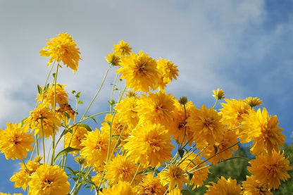 Yellow Chrysanthemum Flowers Photograph Print 100% Australian Made