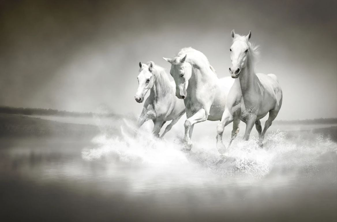Horses Running on Beach B&W Home Decor Premium Quality Poster Print Choose Your Sizes