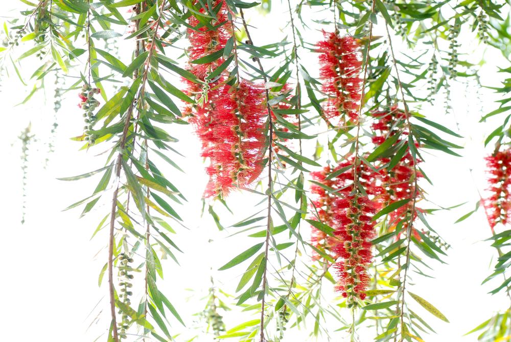 Red Bottle Brush Flower Tree Painting Print 100% Australian Made