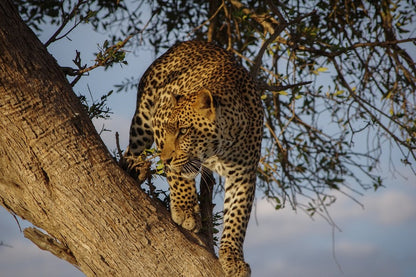 Jaguar in a Tree Closeup Photograph Print 100% Australian Made