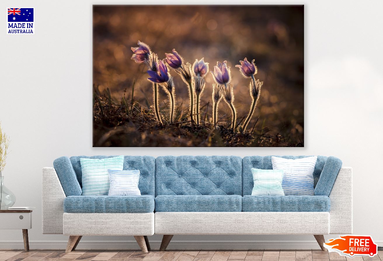 Pasque Flower Plants Sunset Photograph Print 100% Australian Made