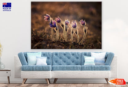 Pasque Flower Plants Sunset Photograph Print 100% Australian Made
