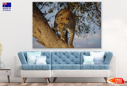 Jaguar in a Tree Closeup Photograph Print 100% Australian Made