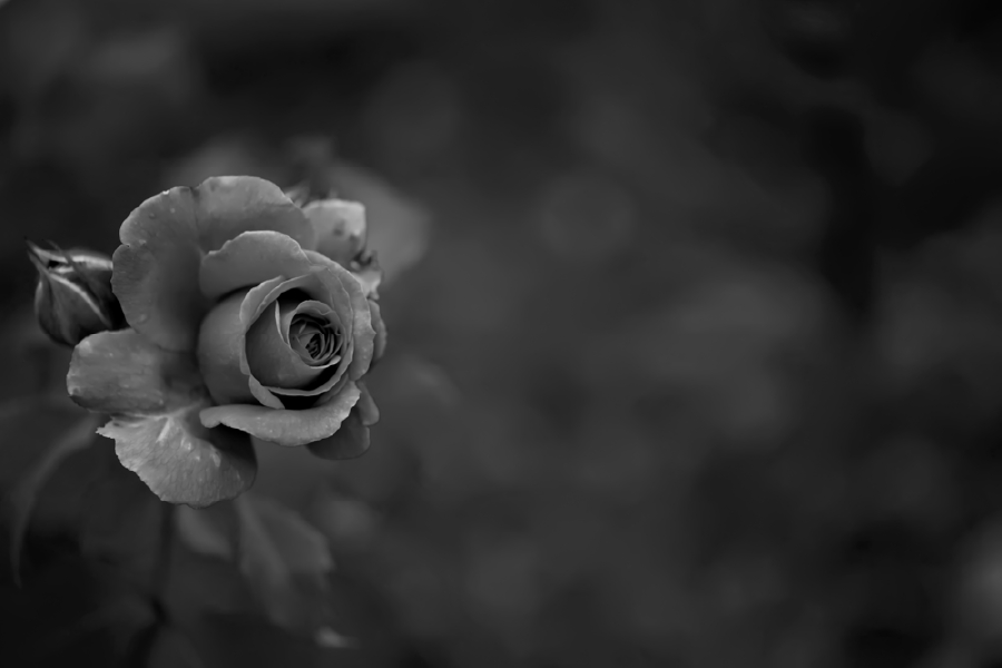 B&W Rose Flower Closeup Photograph Print 100% Australian Made