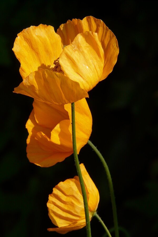 Iceland Poppy Flowers Closeup Photograph Print 100% Australian Made