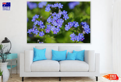 Blue Cerato Flowers Closeup Photograph Print 100% Australian Made