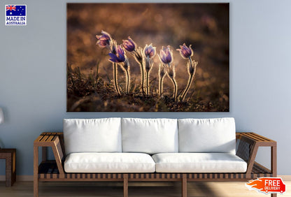 Pasque Flower Plants Sunset Photograph Print 100% Australian Made