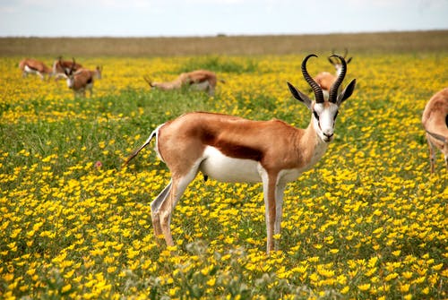 Deer on a Yellow Flower Field Photograph Print 100% Australian Made