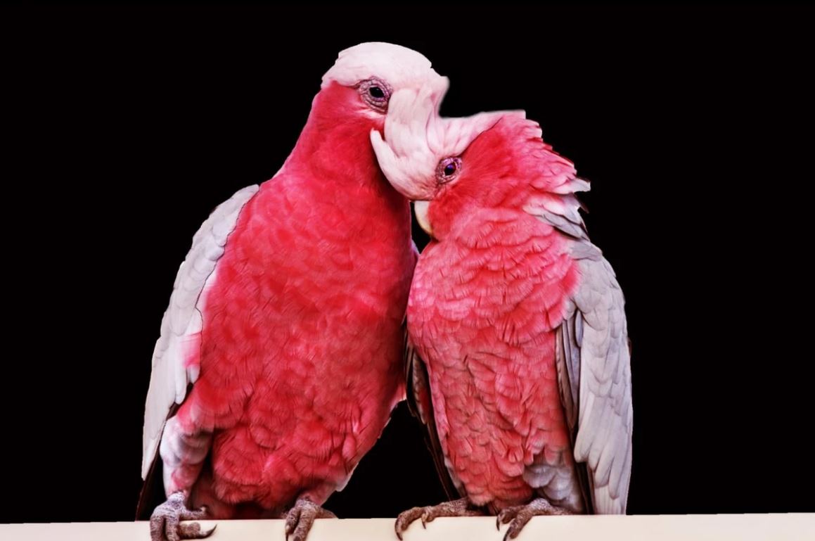 Pink Love Birds Pair Closeup Photograph Home Decor Premium Quality Poster Print Choose Your Sizes