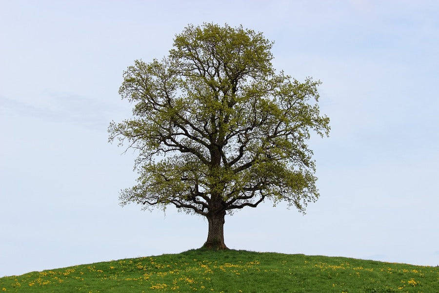 Autumn Tree on Mountain & Sky Photograph Print 100% Australian Made