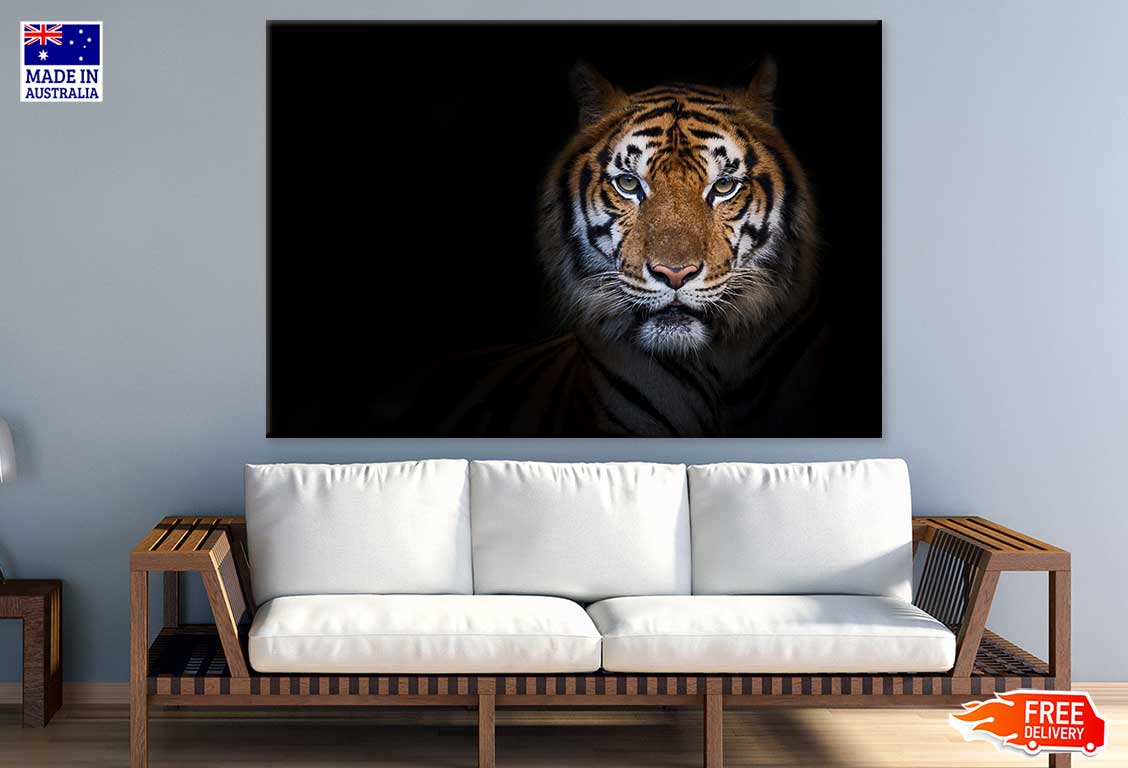 Tiger on Dark View Photograph Print 100% Australian Made