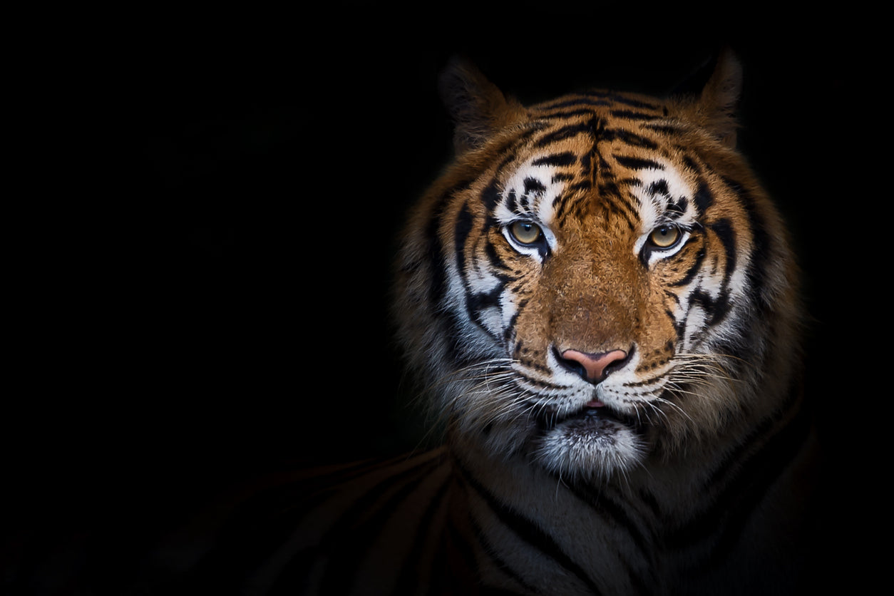 Tiger on Dark View Photograph Print 100% Australian Made