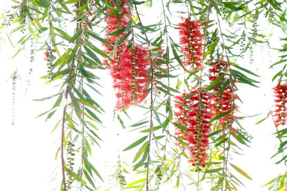 Wallpaper Murals Peel and Stick Removable Red Bottle Brush Flower Tree High Quality