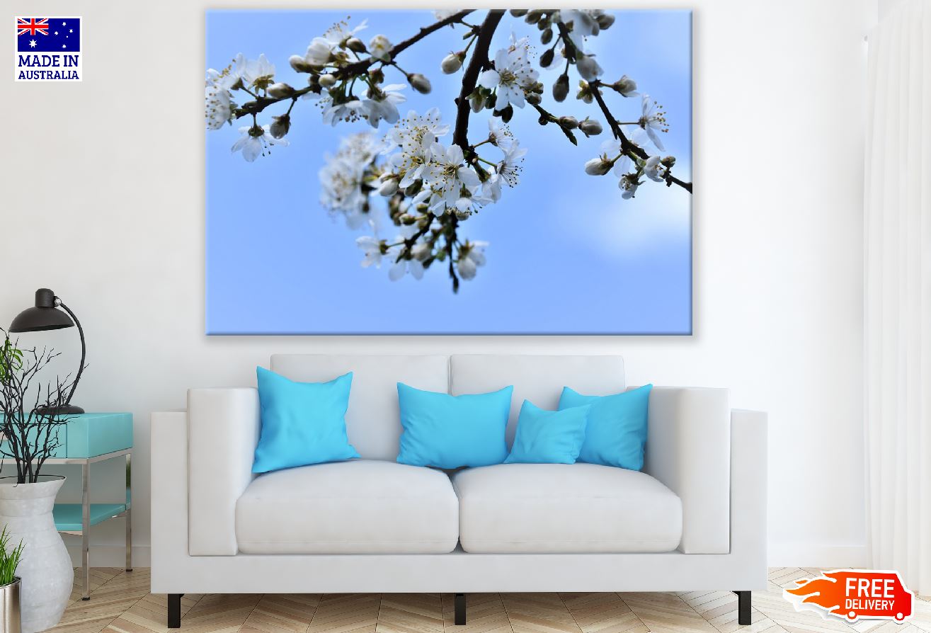 White Plum blossom Flowers & Buds Photograph Print 100% Australian Made
