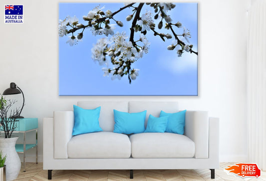 White Plum blossom Flowers & Buds Photograph Print 100% Australian Made
