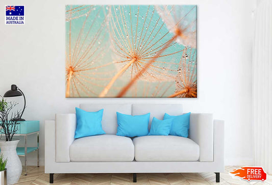 Dandelion Seed with Water Drops Photograph Print 100% Australian Made