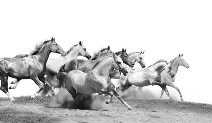 Horses Running B&W Photograph Home Decor Premium Quality Poster Print Choose Your Sizes