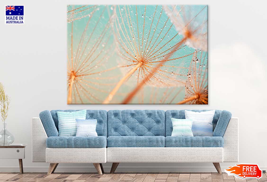 Dandelion Seed with Water Drops Photograph Print 100% Australian Made
