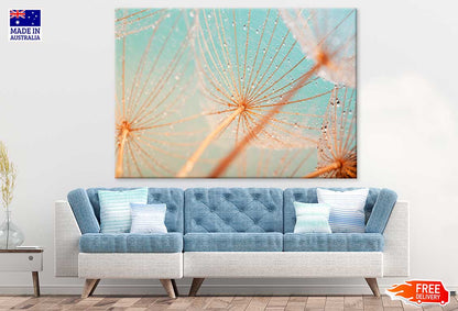 Dandelion Seed with Water Drops Photograph Print 100% Australian Made