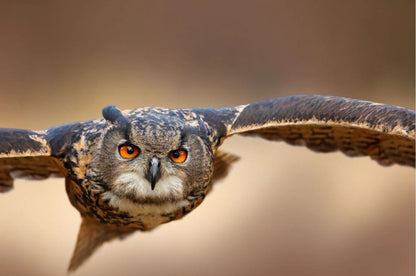 Flying Owl CLoseup Photograph Home Decor Premium Quality Poster Print Choose Your Sizes