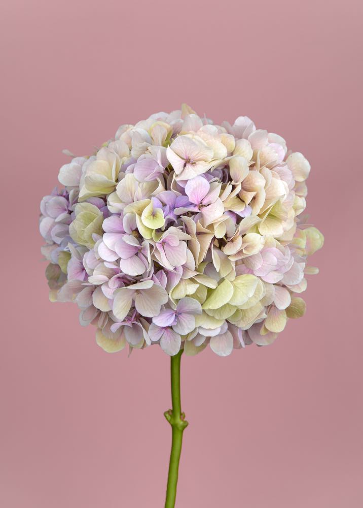 Flower Bouquet Closeup Photograph Home Decor Premium Quality Poster Print Choose Your Sizes