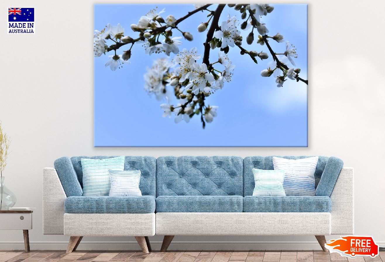White Plum blossom Flowers & Buds Photograph Print 100% Australian Made