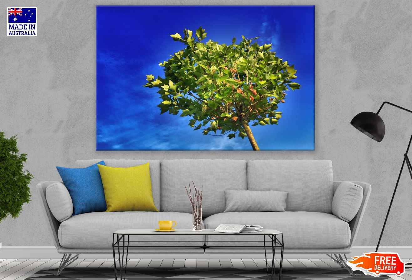 Maple Tree Under Blue Sky Photograph Print 100% Australian Made