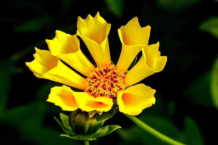 Yellow Flower Closeup Photograph Print 100% Australian Made