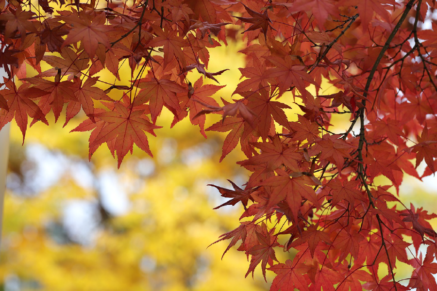 Orange Autumn Leaves Closeup Photograph Print 100% Australian Made