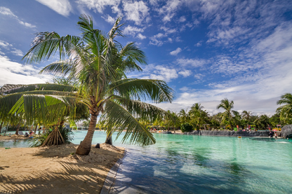 Palm Trees Near Pool Photograph Print 100% Australian Made