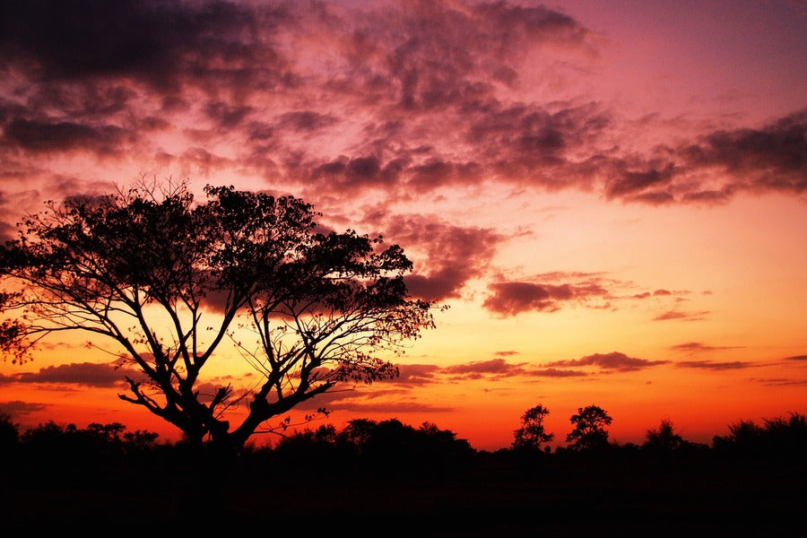 Tree at Sunset View Photograph Print 100% Australian Made