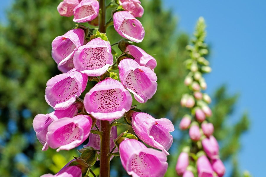 Pink Foxgloves Flowers Photograph Print 100% Australian Made