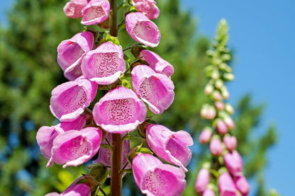 Pink Foxgloves Flowers Photograph Print 100% Australian Made